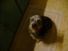 DSC02216.JPG
03/03/2012 13:16:22
502.06 KB