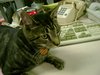 Dsc02759.jpg
03/03/2012 13:34:20
667.55 KB