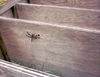 IMAGE0026b.JPG
03/03/2012 13:33:14
220.7 KB