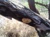 DSC01517.JPG
03/03/2012 13:15:24
562.98 KB