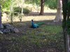 DSC00219.JPG
03/03/2012 13:19:13
1.23 MB